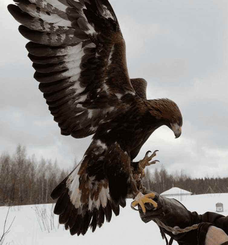 falconry