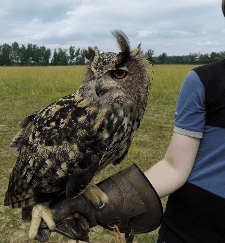 falconry