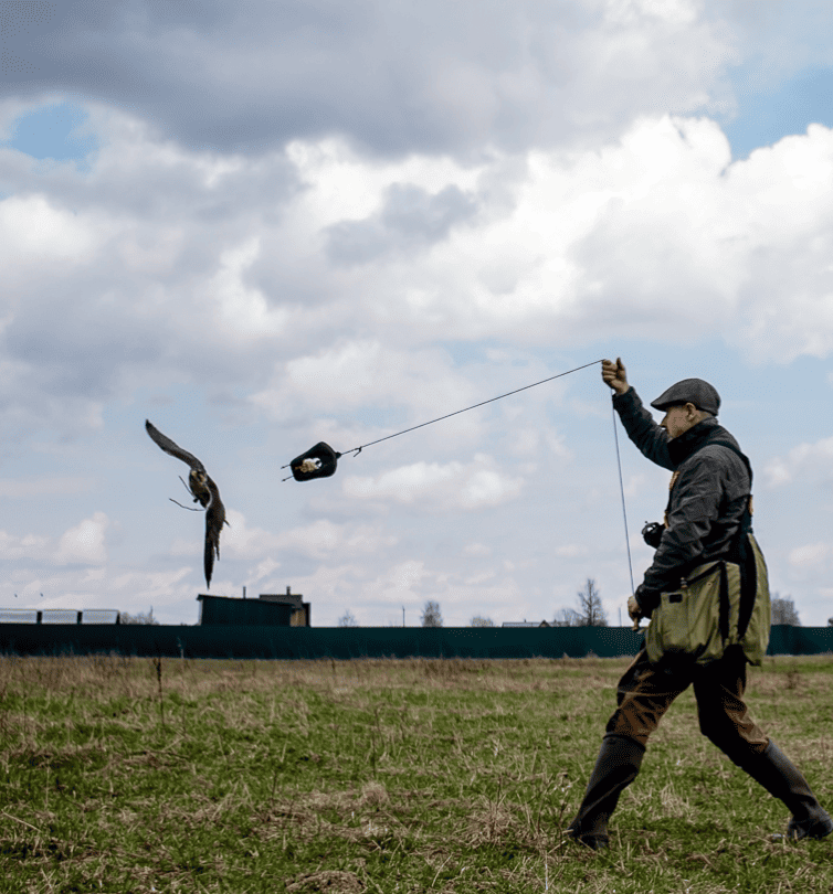 falconry